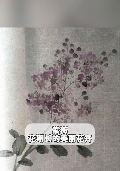 紫薇花期有多长？文化寓意有哪些？
