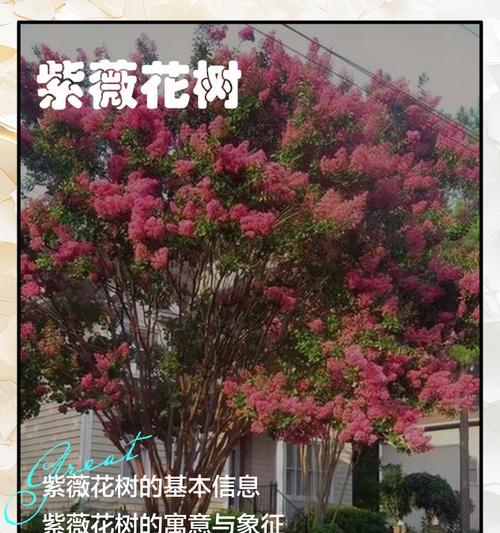 紫薇花期有多长？文化寓意有哪些？