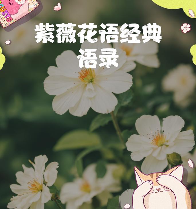 紫薇花期有多长？文化寓意有哪些？