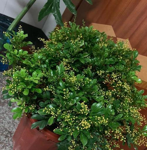 养虎刺梅如何做到开花一茬接一茬？四个小细节是什么？