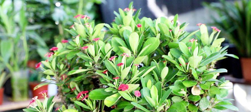 养虎刺梅如何做到开花一茬接一茬？四个小细节是什么？
