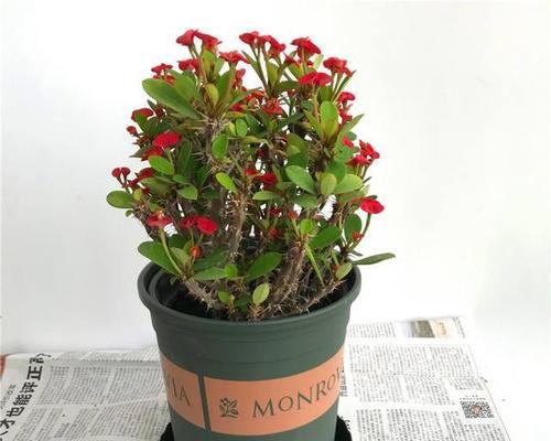 养虎刺梅如何做到开花一茬接一茬？四个小细节是什么？