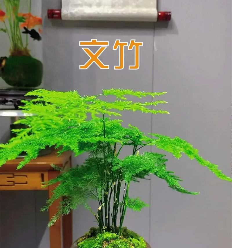 如何打造室内绿洲？桌面盆栽有哪些技巧？