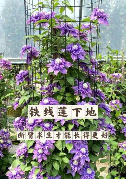 铁线莲什么时候繁育和栽种最好？最佳季节是什么时候？