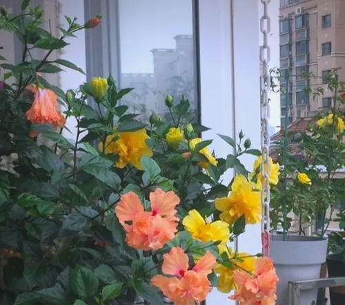 种植花卉花期三到四天正常吗？花期长短的影响因素是什么？