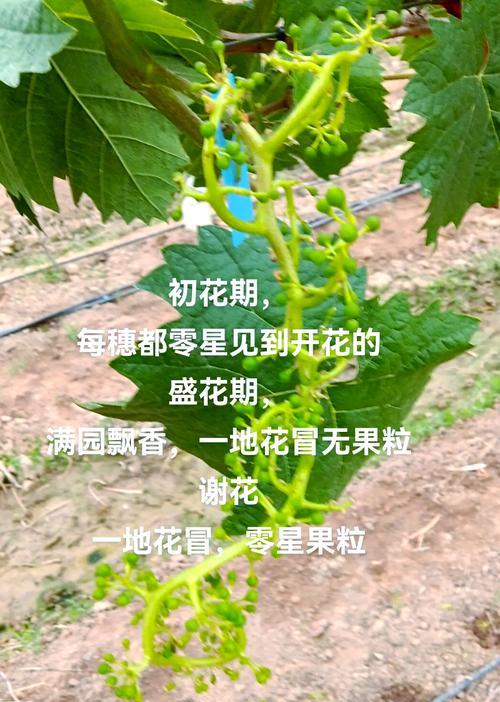 种植花卉花期三到四天正常吗？花期长短的影响因素是什么？