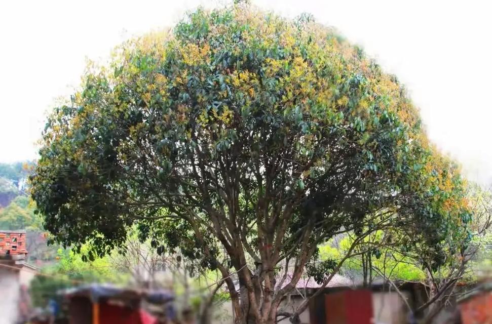 识桂花树特性掌握养护要点享馥郁芬芳？桂花树养护有哪些要点？