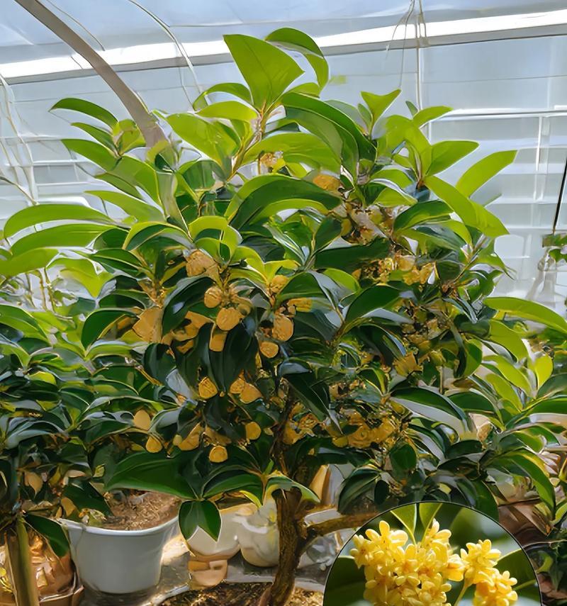 识桂花树特性掌握养护要点享馥郁芬芳？桂花树养护有哪些要点？
