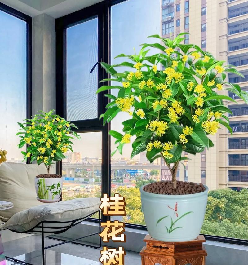识桂花树特性掌握养护要点享馥郁芬芳？桂花树养护有哪些要点？