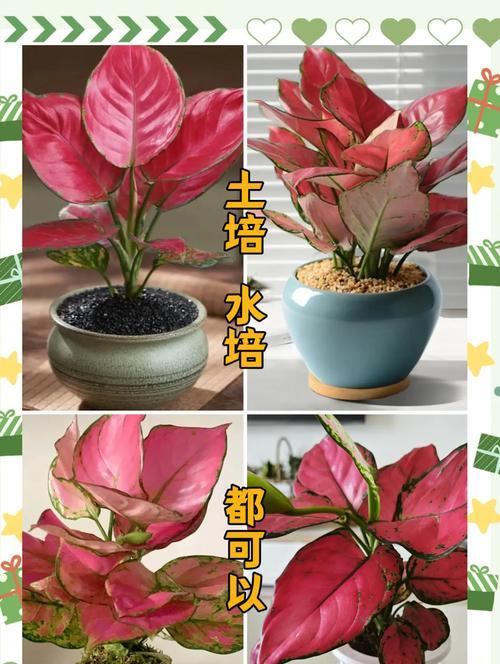 五种观叶绿植开花时狠心剪？修剪的正确方法是什么？