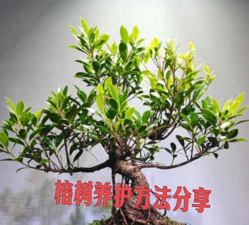 五种观叶绿植开花时狠心剪？修剪的正确方法是什么？
