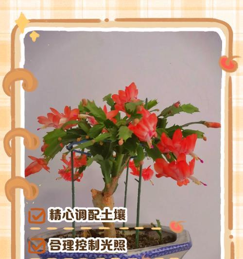 蟹爪兰怎么养？养殖方法有哪些？