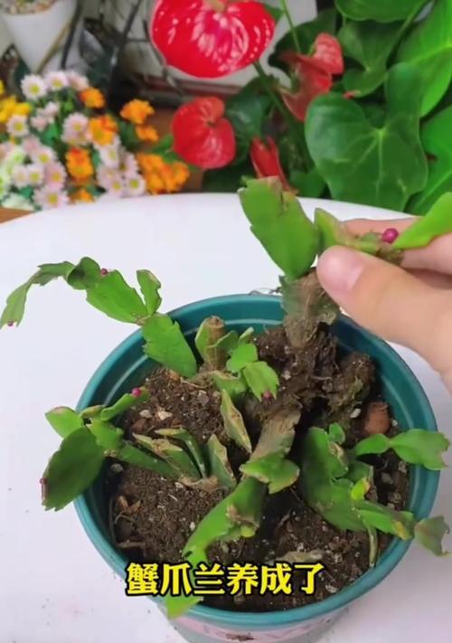 蟹爪兰怎么养？养殖方法有哪些？