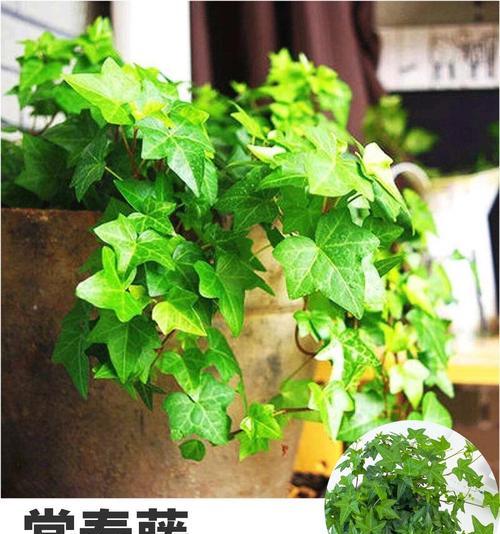 常春藤特别适合懒人？好养又易造型的秘诀是什么？