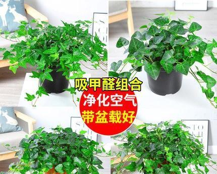 常春藤特别适合懒人？好养又易造型的秘诀是什么？