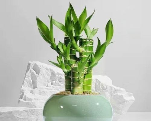 常春藤特别适合懒人？好养又易造型的秘诀是什么？
