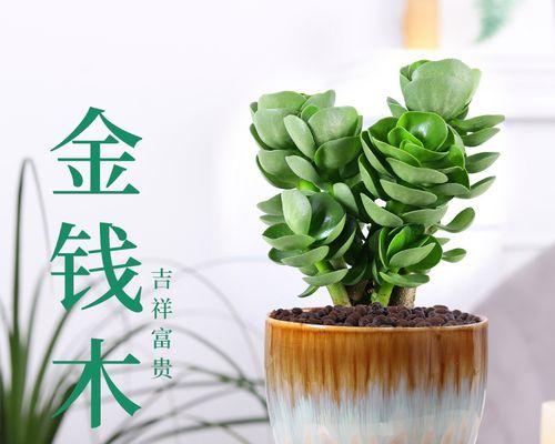 办公室植物如何选择？放上哪些盆栽能招财旺运？
