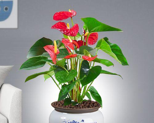 办公室植物如何选择？放上哪些盆栽能招财旺运？