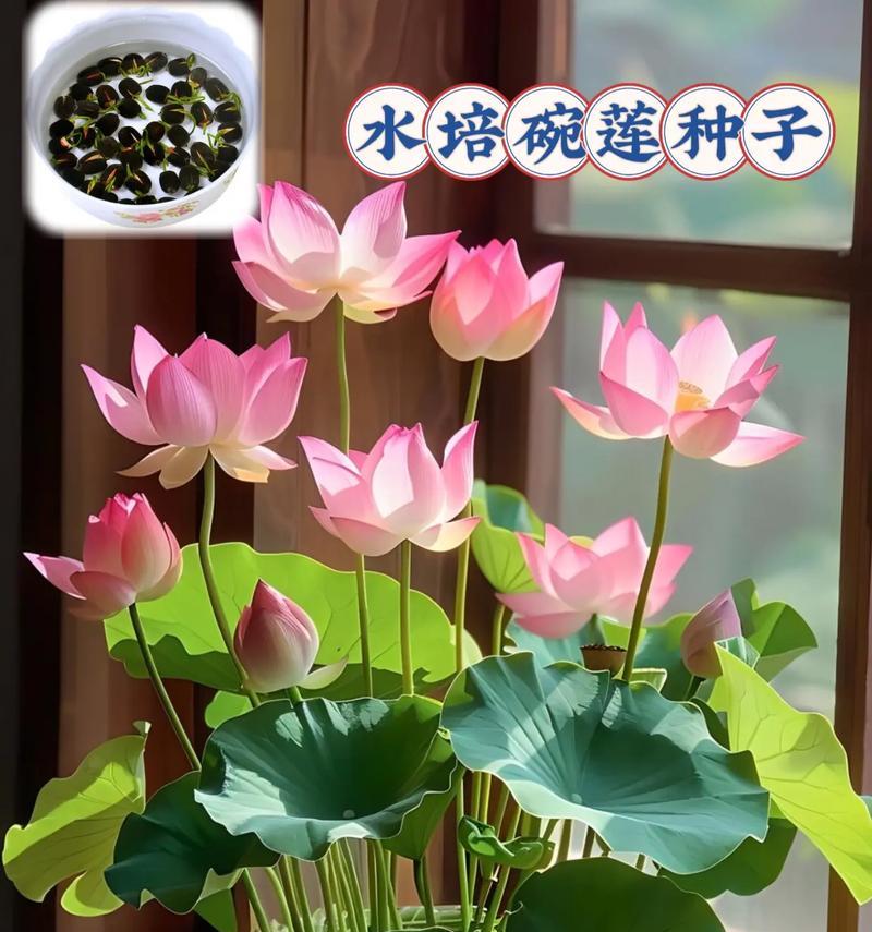 夏天养花选什么？碗莲如何在飘窗上养护？