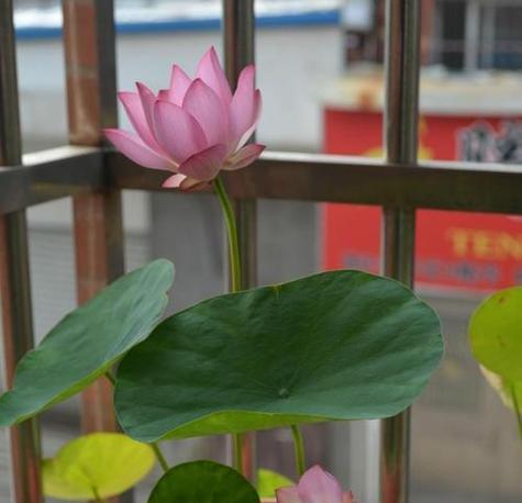夏天养花选什么？碗莲如何在飘窗上养护？