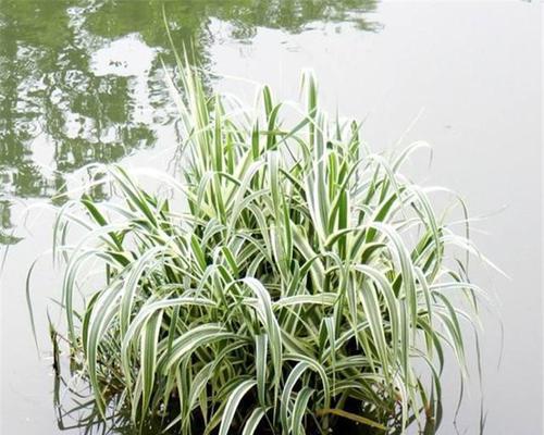 花叶芦竹适合哪些场景？如何应用？