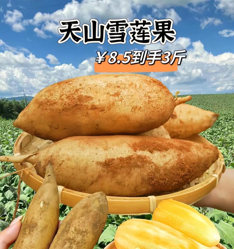 雪莲果多久挖一次？它的生长周期和种植奥秘是什么？