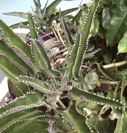 植物界的不死小强如何快速生根？7天和30天分别会发生什么？
