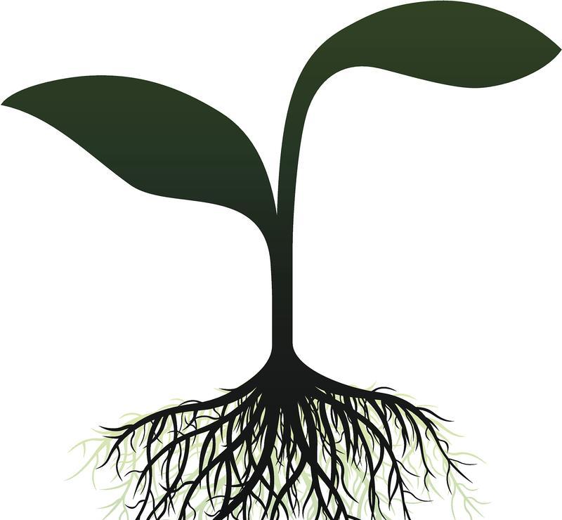 植物界的不死小强如何快速生根？7天和30天分别会发生什么？