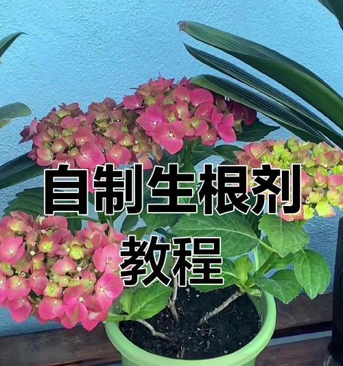 植物界的不死小强如何快速生根？7天和30天分别会发生什么？