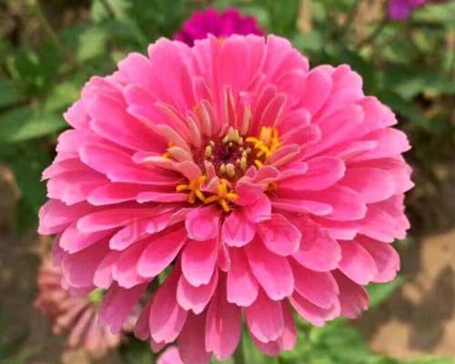 百日草种子如何四季开花？有哪些秘诀？