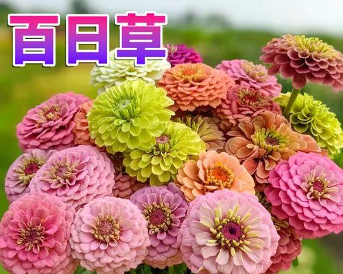 百日草种子如何四季开花？有哪些秘诀？