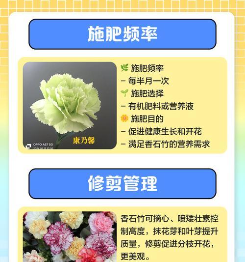 香石竹如何繁殖？有哪些繁殖方法？