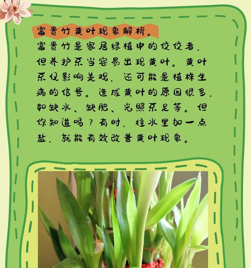 转运竹黄叶干枯怎么办？有哪些解决方法？