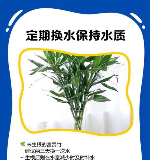 转运竹黄叶干枯怎么办？有哪些解决方法？