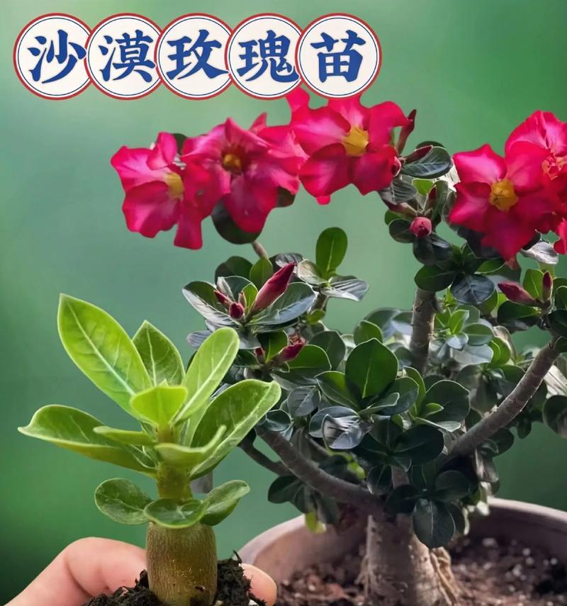 沙漠玫瑰花的正确养护方法是什么？如何适应沙漠环境？