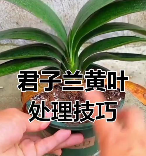 君子兰叶子发黄的原因是什么？如何解决？