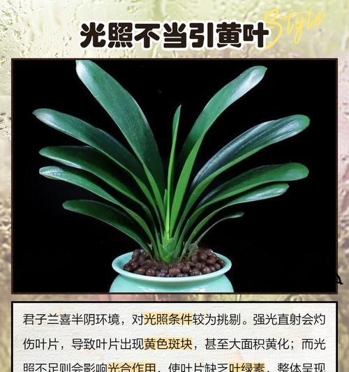 君子兰叶子发黄的原因是什么？如何解决？