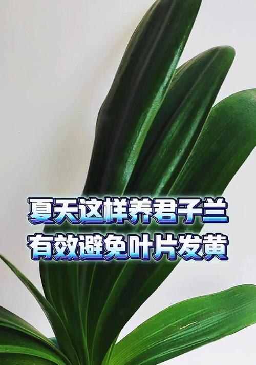 君子兰叶子发黄的原因是什么？如何解决？