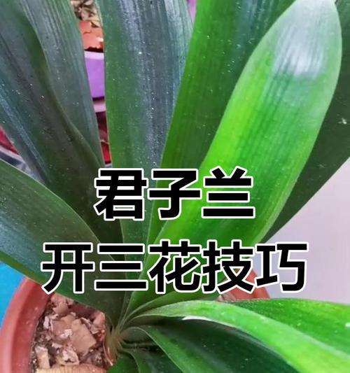 君子兰反复开花的秘诀是什么？