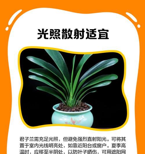 君子兰反复开花的秘诀是什么？