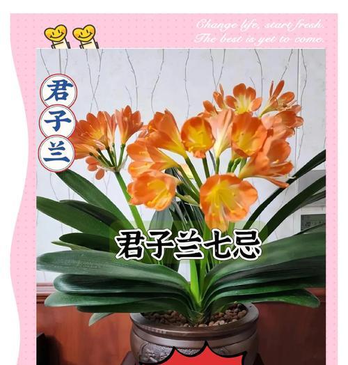 君子兰反复开花的秘诀是什么？