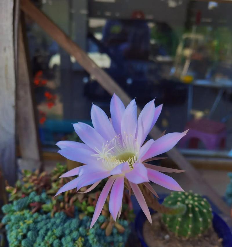 哪些仙人球花种类会开花？