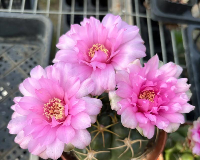 哪些仙人球花种类会开花？