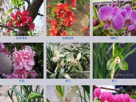 如何促进仙人掌顶部长出新芽？