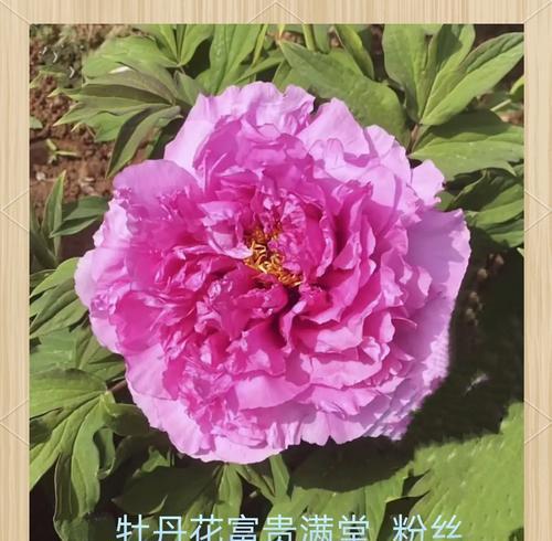 中国红牡丹花有哪些品种？