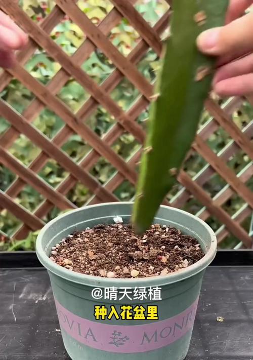 君子兰叶子发黄的原因是什么？
