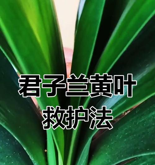 君子兰叶子发黄的原因是什么？