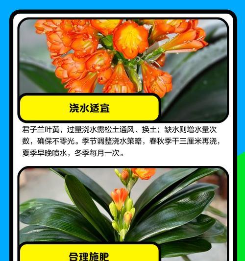 君子兰叶子发黄的原因是什么？