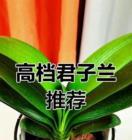 室内君子兰小绿植开花周期是多久？