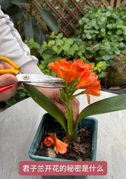 室内君子兰小绿植开花周期是多久？